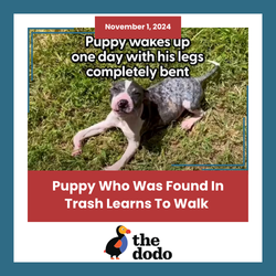 Puppy Who Was Found In Trash Learns To Walk | The Dodo