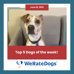 June 23, 2023: The Top 5 Dogs of the Week!