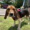 Baxter