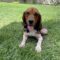 Baxter