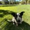 Gidgee