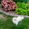 Winkie