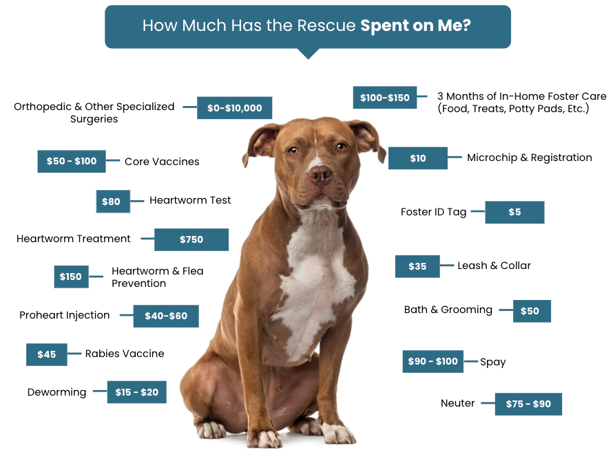 Tails of Hope Dog Rescue - Fee Graphic - Google Slides